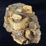 Dactylioceras athleticum (SIMPSON 1855) - Bild &copy; FossNet FossilienStore